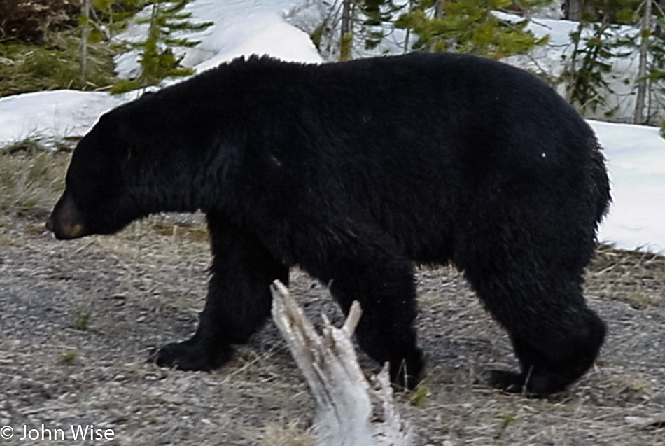 Black bear at Yellowstone National Park, Wyoming