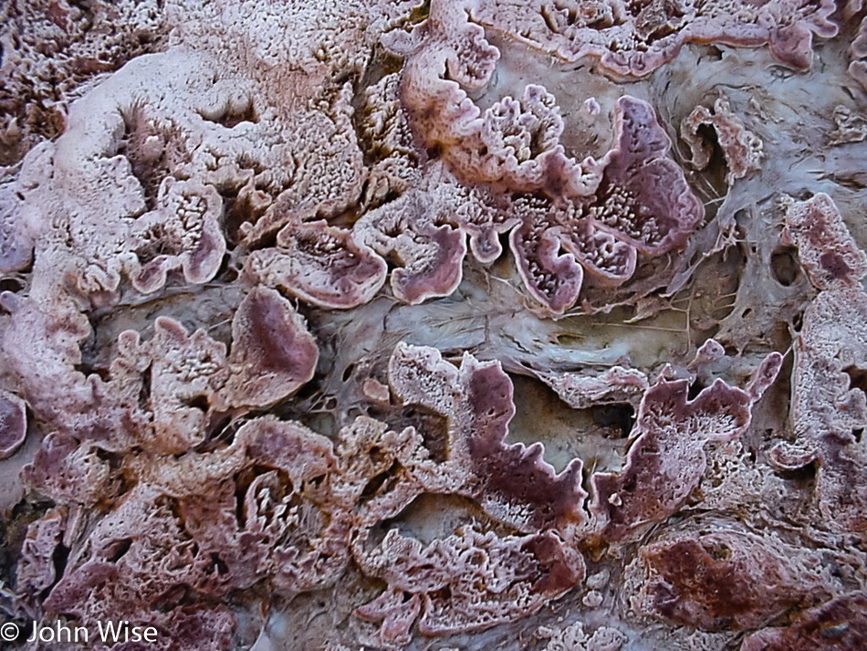 Bacterial mat at West Thumb in Yellowstone National Park, Wyoming