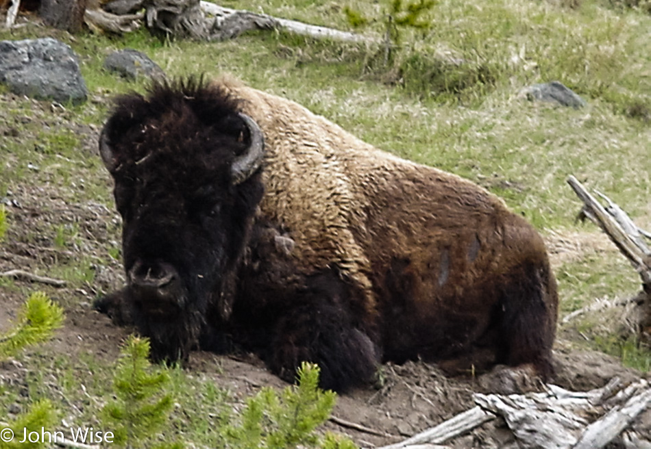 Bison at Yellowstone National Park, Wyoming