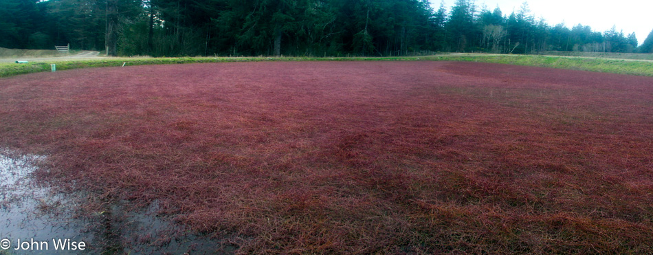 Cranberry bog off the Oregon coast