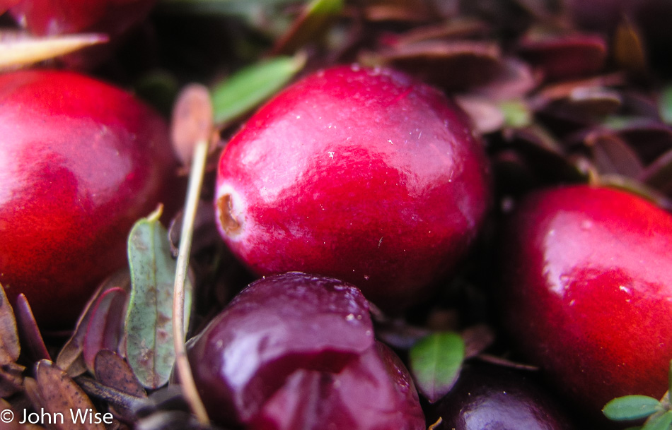 Cranberries in a bog on the Oregon Coast