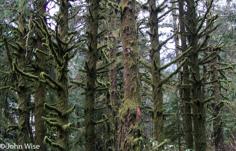 Forest along the Yachats River in Yachats, Oregon