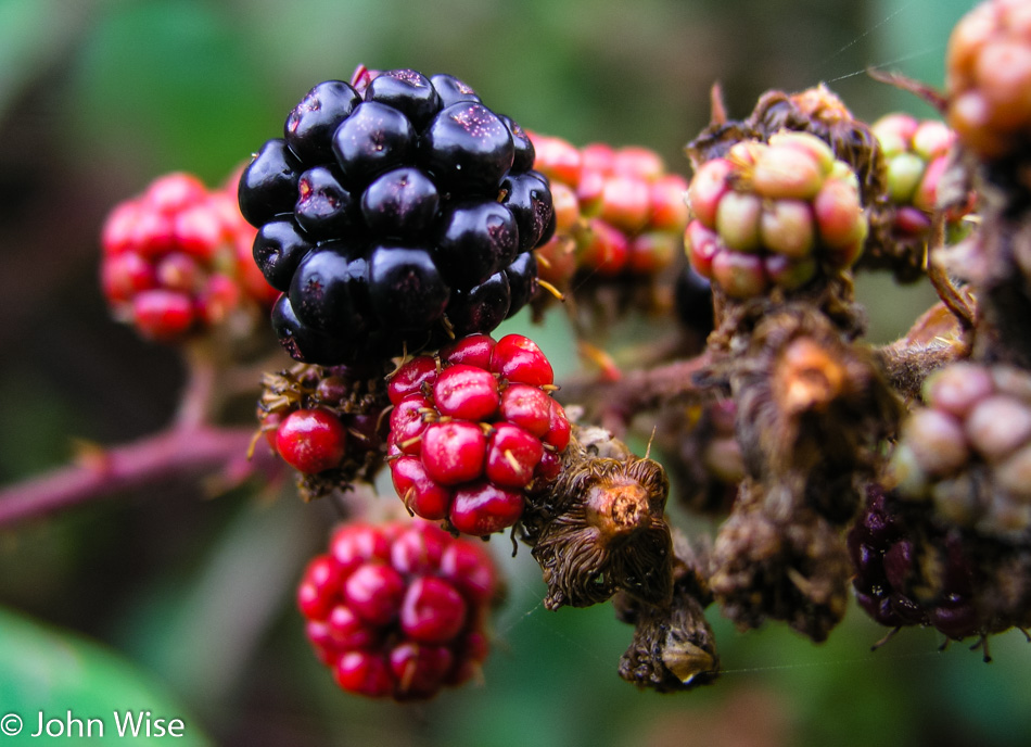 Berry's along the trail to Enderts Beach in Crescent City, California