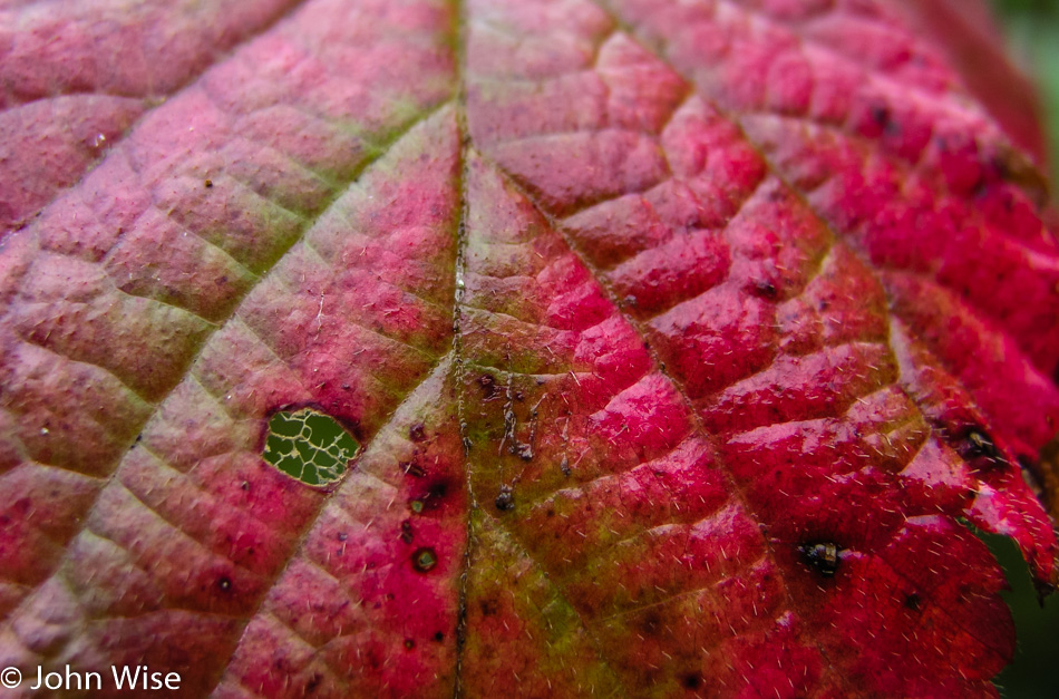 Fall colors on a random leaf in California