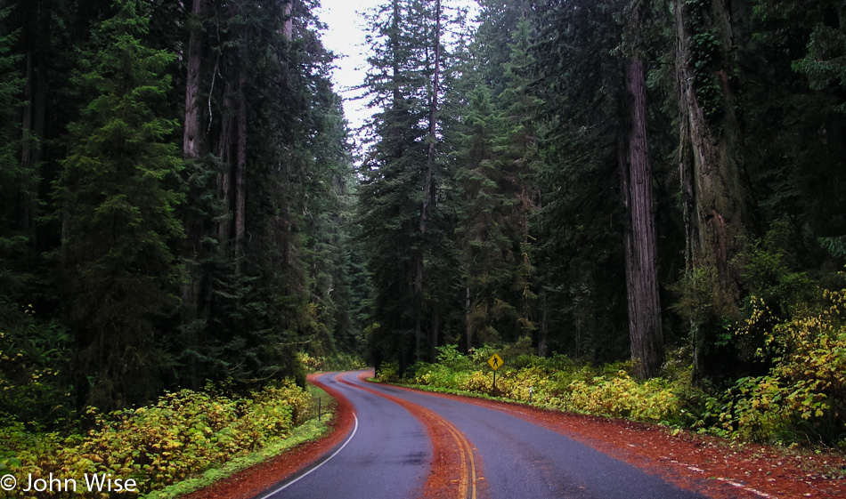 Redwoods in California