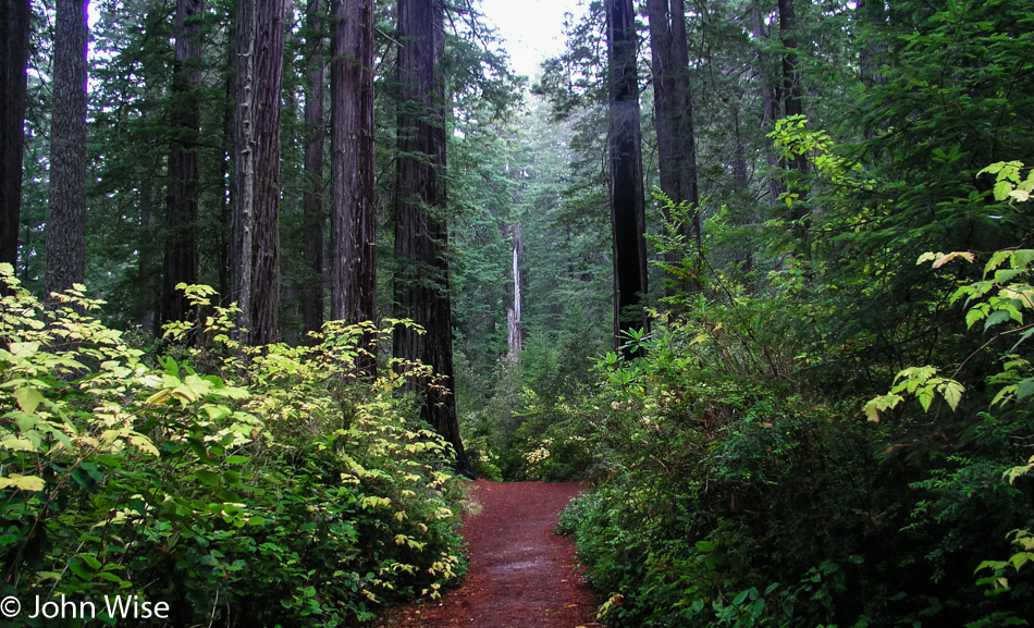 Lady Bird Johnson Grove of Redwoods in California
