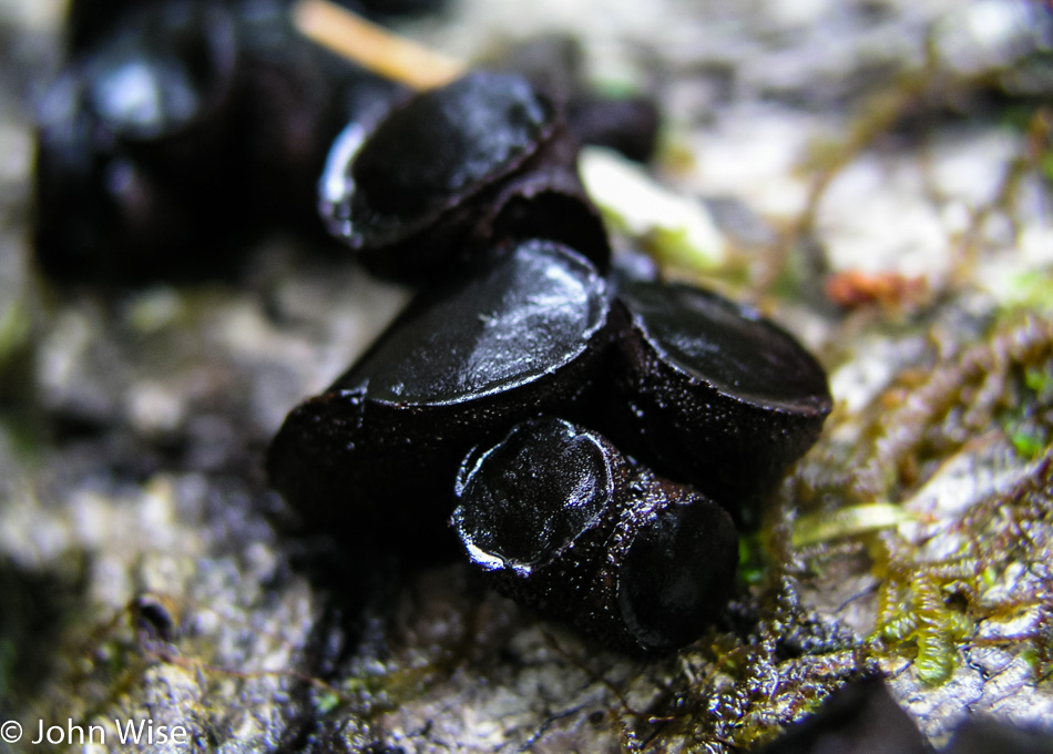 Black bulgar fungi growing on a tree in Northern California