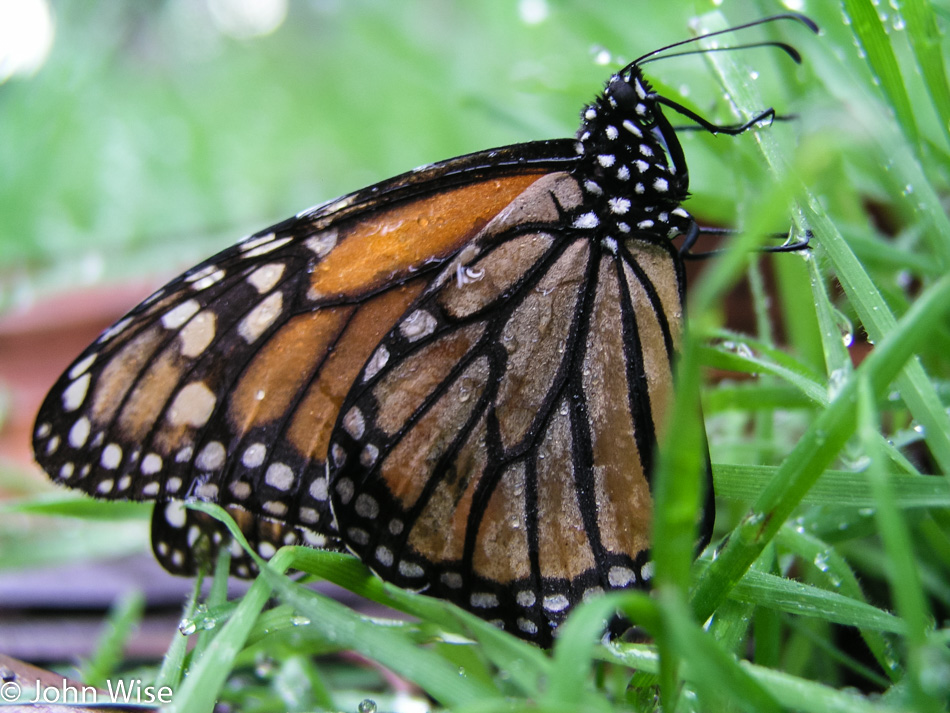 Monarch Butterfly at Pacific Grove, California