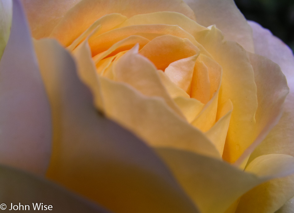 Yellow rose at Soledad Mission in California