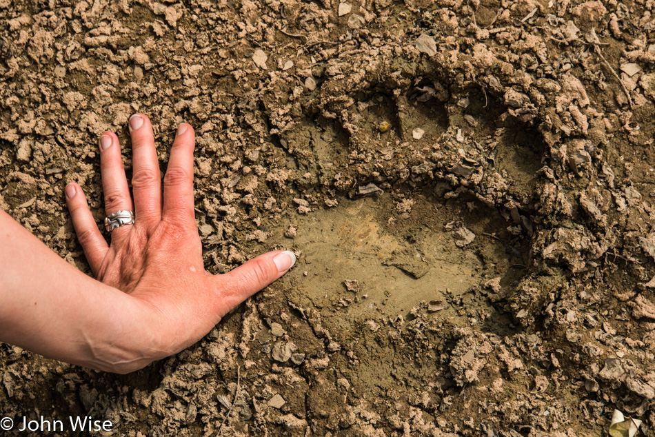 Grizzly bear print on the trail to the Turnback Canyon Overlook on the Alsek River in British Columbia, Canada