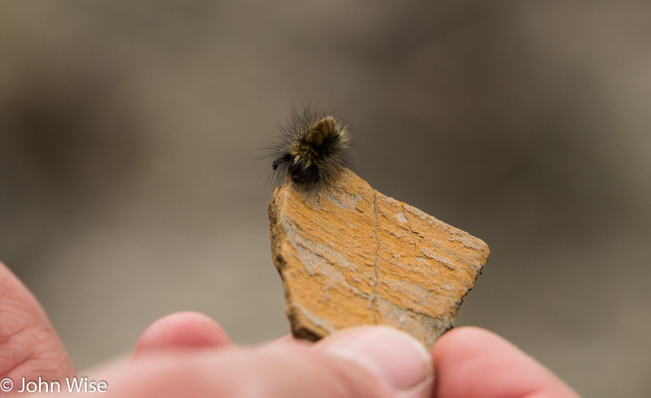 Caterpillar on the trail to the Turnback Canyon Overlook on the Alsek River in British Columbia, Canada