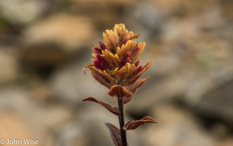 Wildflower near Tweedsmuir Glacier in British Columbia, Canada