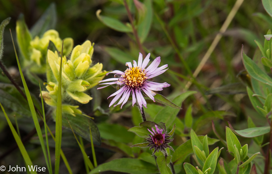 Wildflower near Tweedsmuir Glacier in British Columbia, Canada