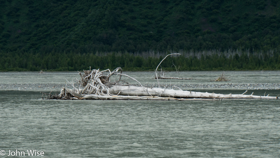 Dead tree in the Alsek River British Columbia, Canada
