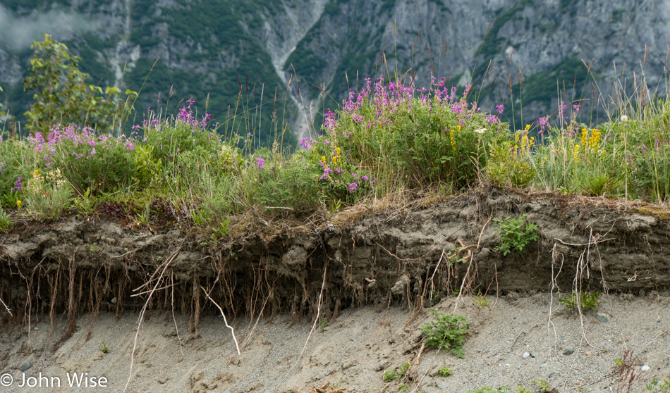 Cut bank on the Alsek River in British Columbia, Canada