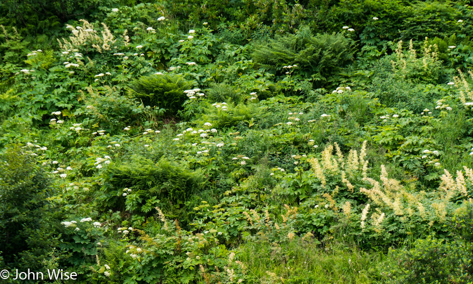 Lush riverside plant life along the Alsek in the United States