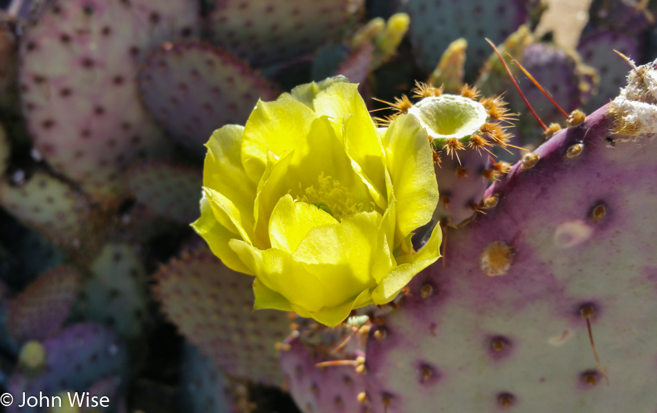 Prickly Pear cactus flowering in spring in Arizona