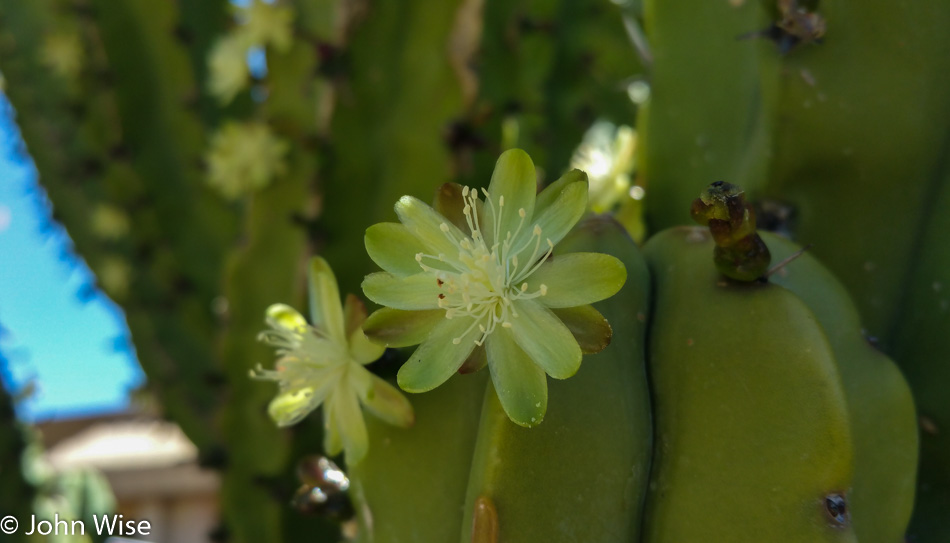 Small bloom on a cactus in Arizona