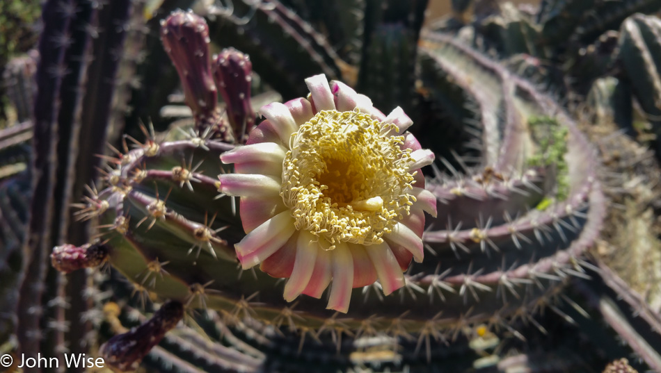 Cactus in bloom in Arizona
