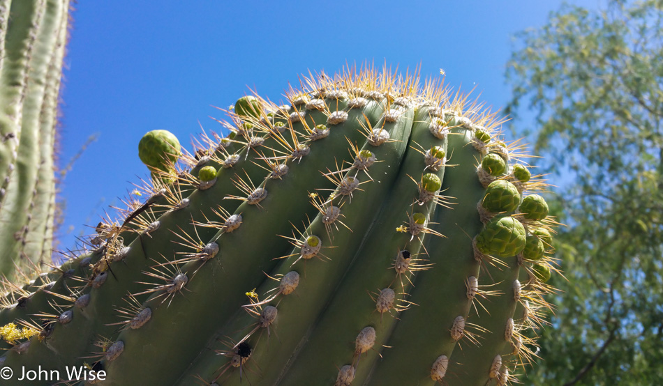 Saguaro about to bloom in Arizona