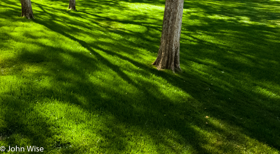 Shadows on grass in Phoenix, Arizona