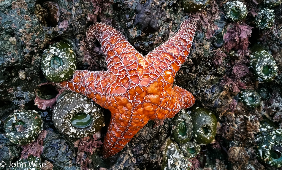 Starfish at low tide in Port Orford, Oregon