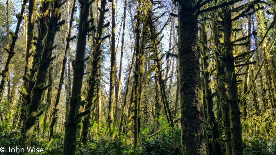 Ecola State Park north of Cannon Beach, Oregon