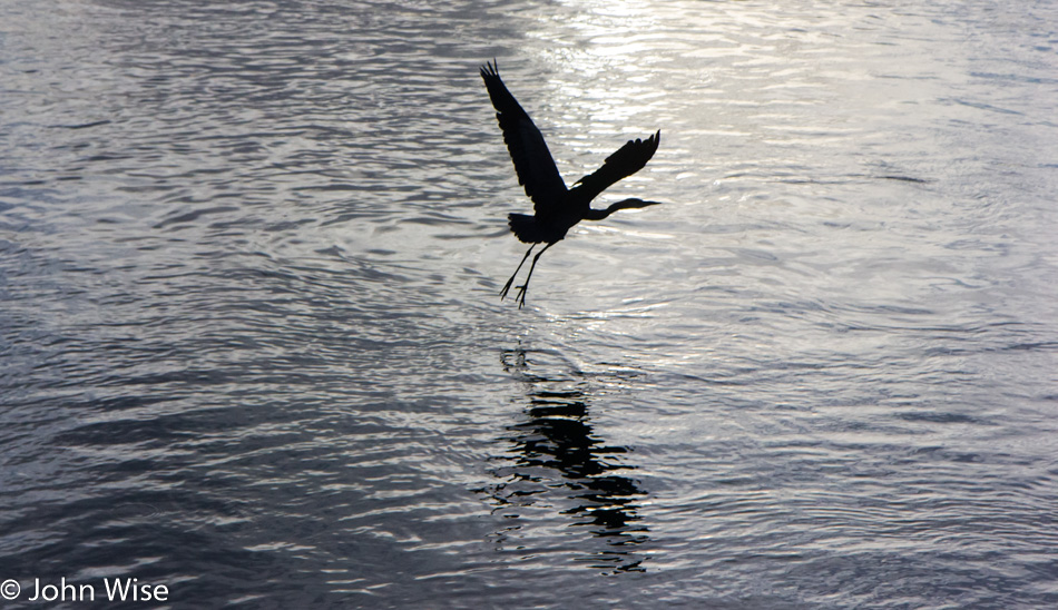 Blue heron taking off near the Oregon coast