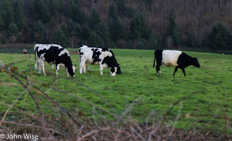 Cows on the Oregon Coast