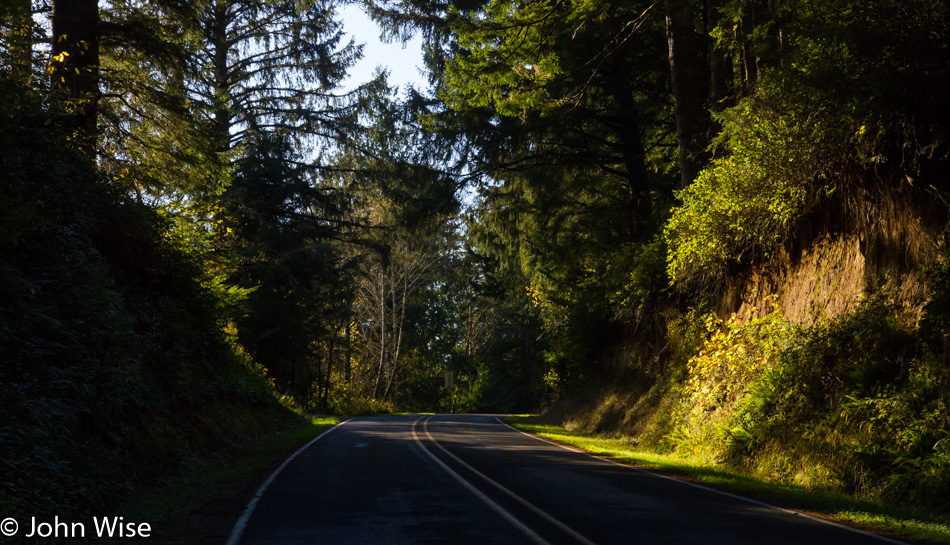 In the forest along the Oregon Coast