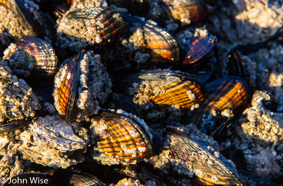 Mussels on the seashore in Oregon