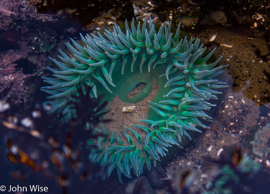 Anemone on the Oregon coast