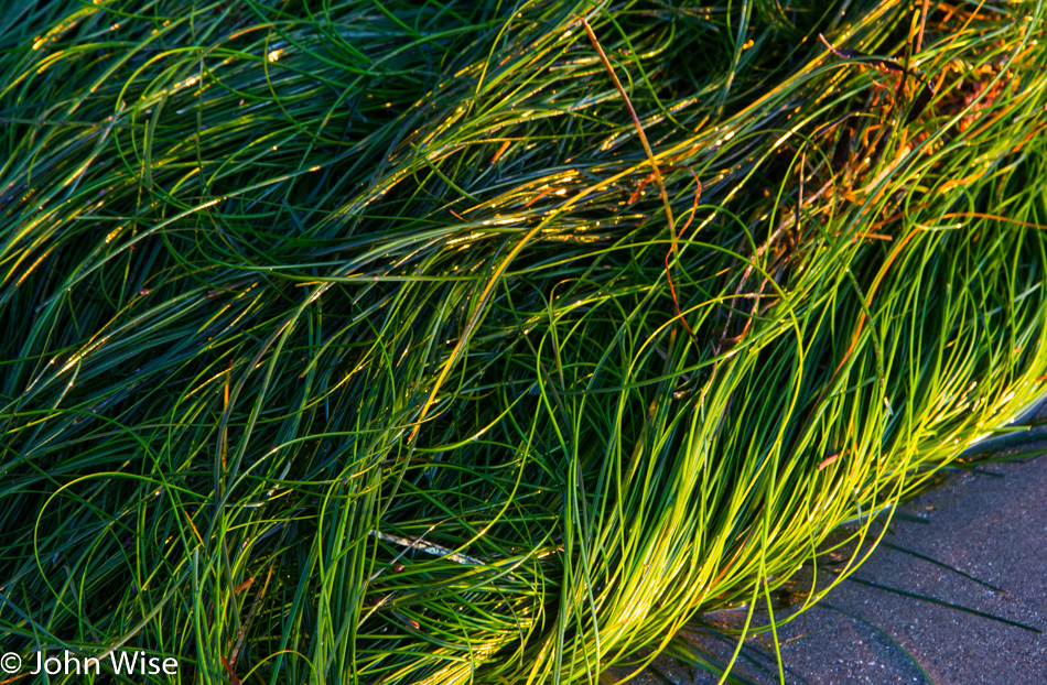 The seafloor at Port Orford, Oregon