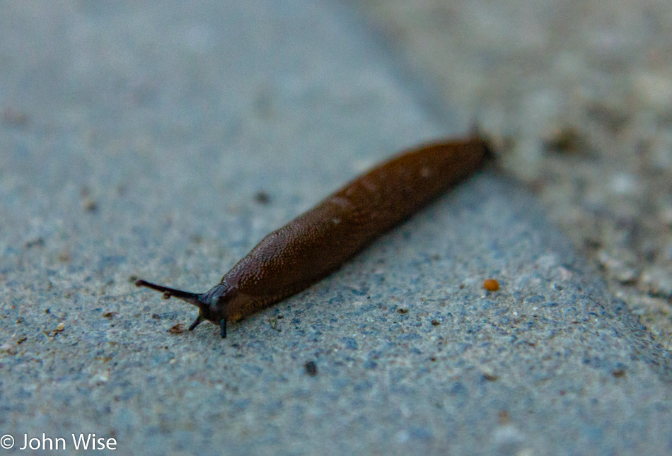 A German Snail crossing the trail in Frankfurt, Germany