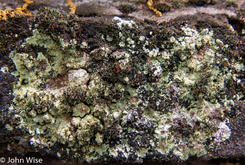 Lichen growing on the main cemetery wall in Hanau, Germany