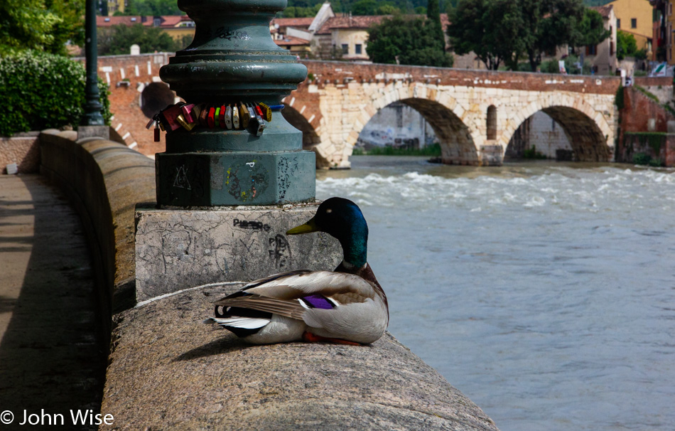 A duck in front of Ponte Pietra in Verona, Italy