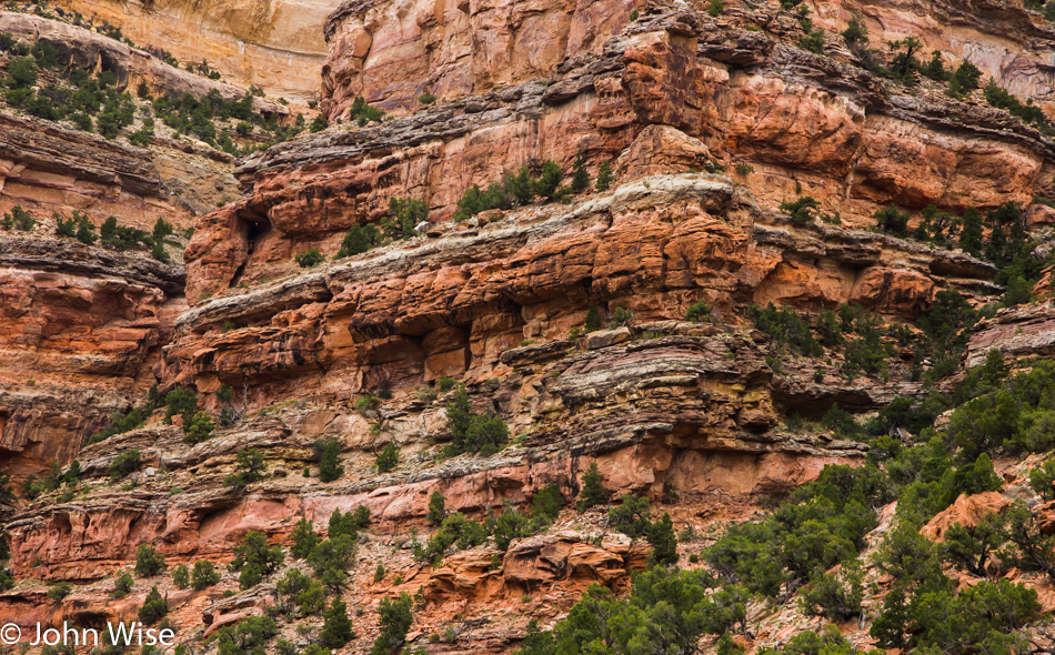 Cliff side details on the Yampa River