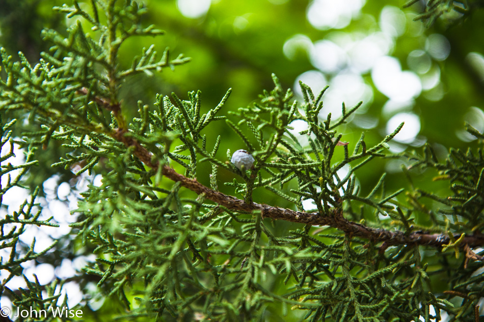 Plant life along the Yampa River