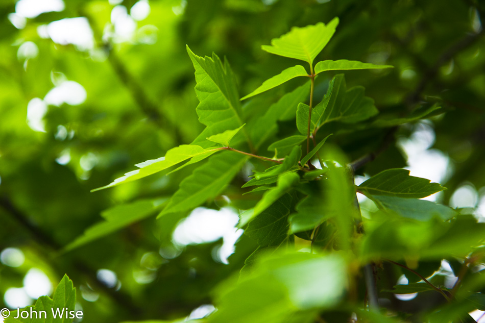 Plant life along the Yampa River