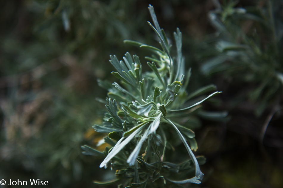 Plant life along the Yampa River