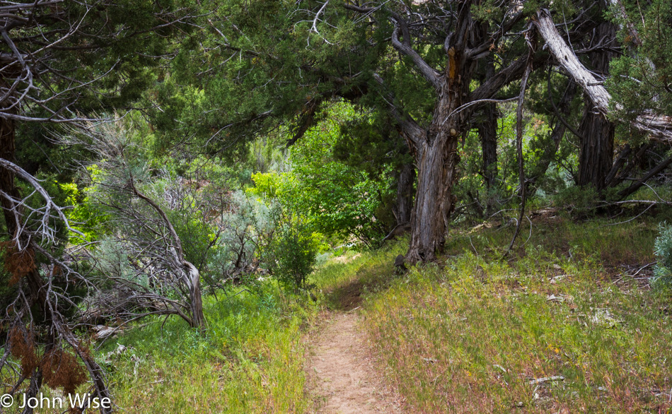 Trail for our hike along the Yampa River