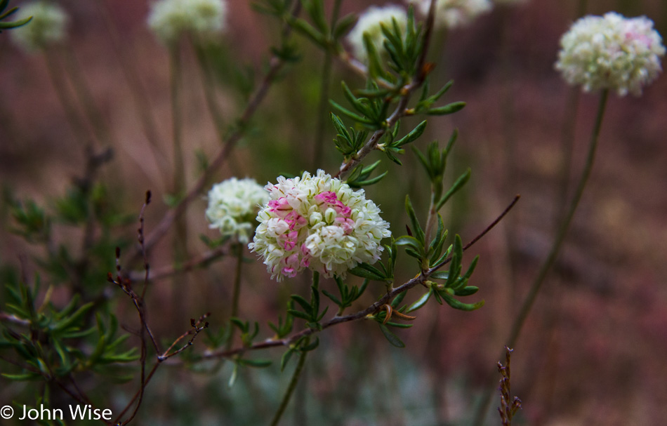 Plant life along the Yampa River