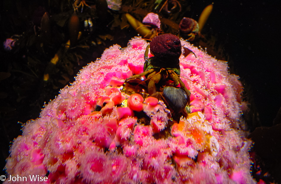 Monterey Bay Aquarium, California