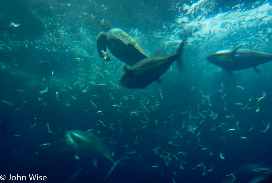 Monterey Bay Aquarium, California