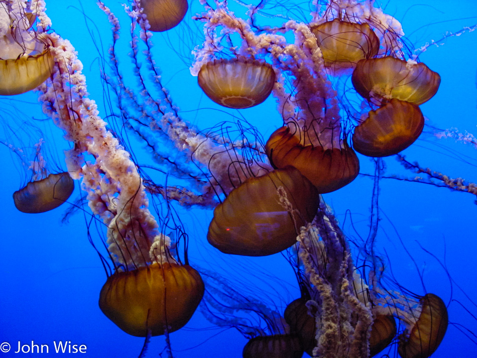 Monterey Bay Aquarium, California