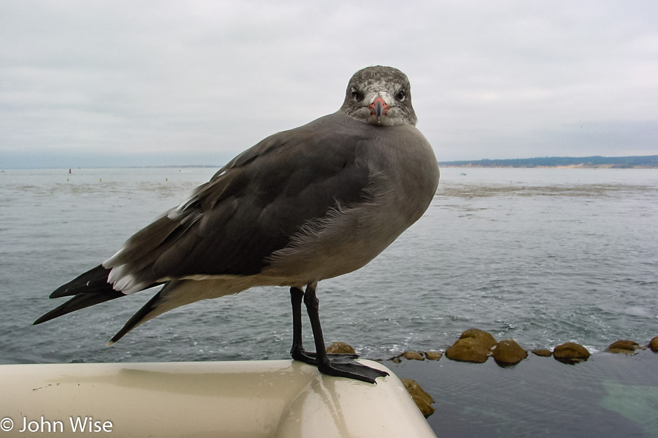 Monterey Bay Aquarium, California