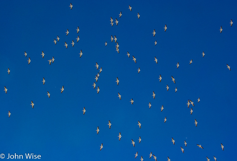 Migratory birds at Salton Sea, California