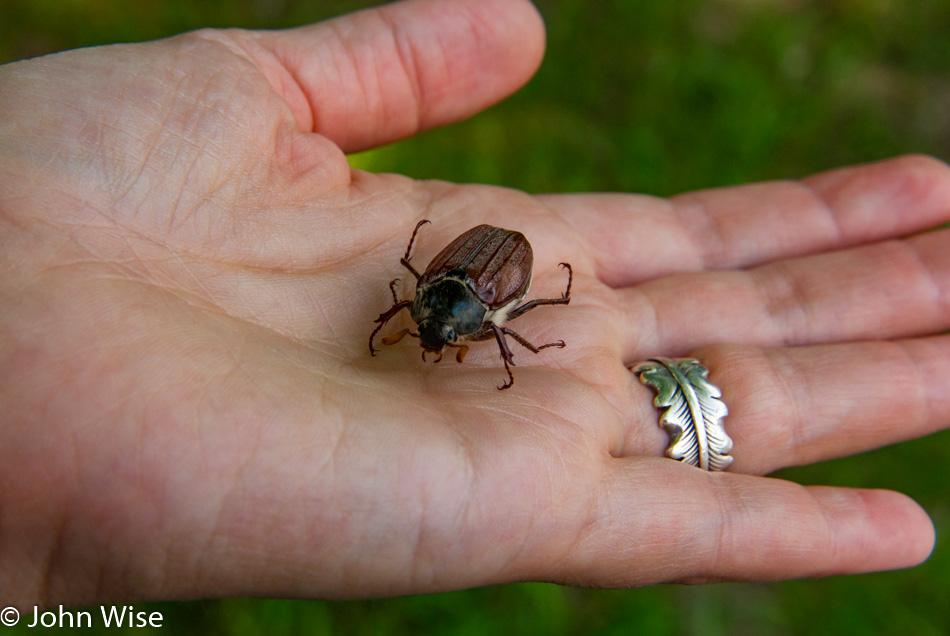 Caroline Wise holding a beetle at the Textile Center and Weaving Museum in Haslach an der Mühl, Austria