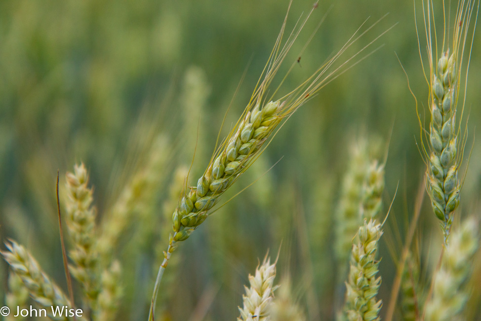 Wheat growing in the Hungarian country side