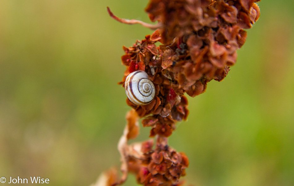 Snail chilling in the Hungarian countryside